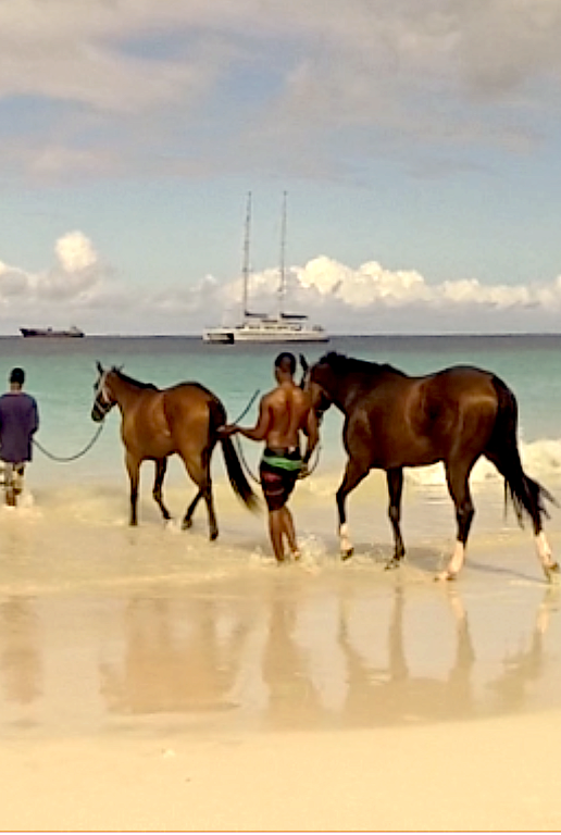 horse Photo used to create watercolour