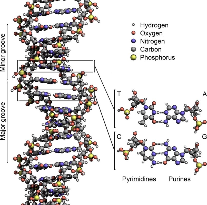 Discovering Bajan Roots with DNA