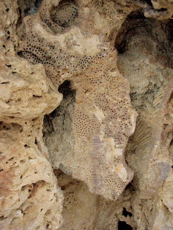 uplifted coral reefs